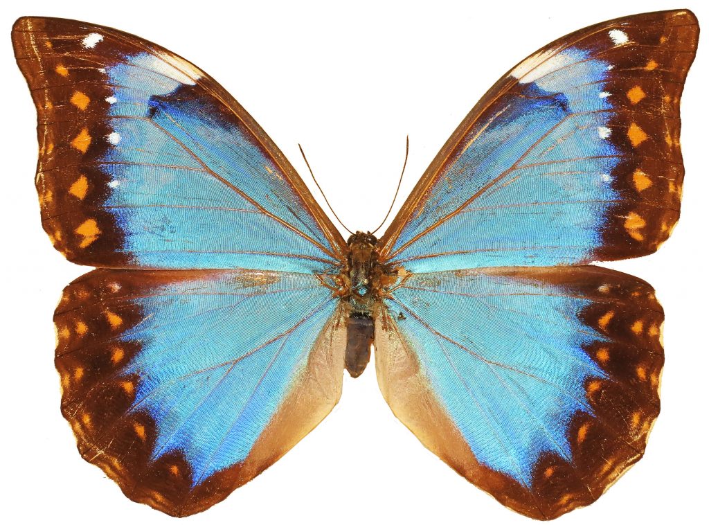 A_07_Morpho anaxibia