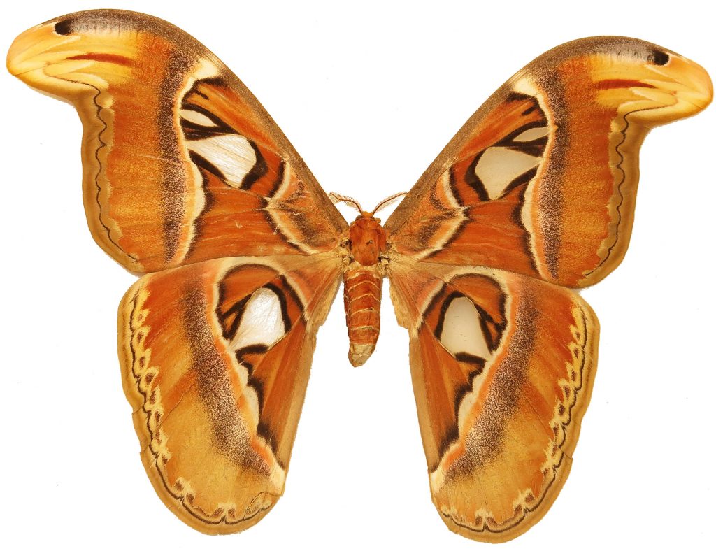 F_06_Atlas Moth